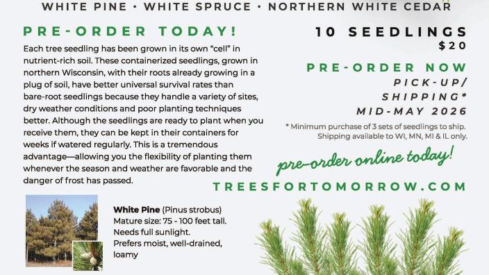 TREE SEEDLINGS