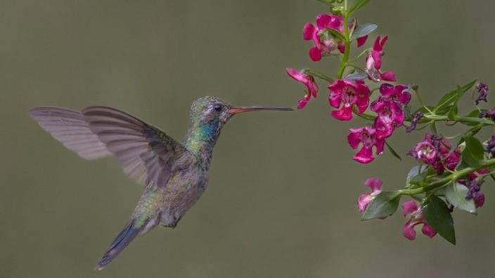 Southeast Arizona Birding Festival