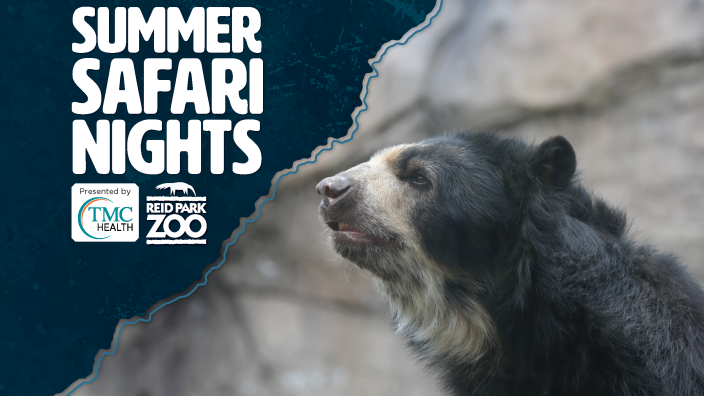 Summer Safari Nights