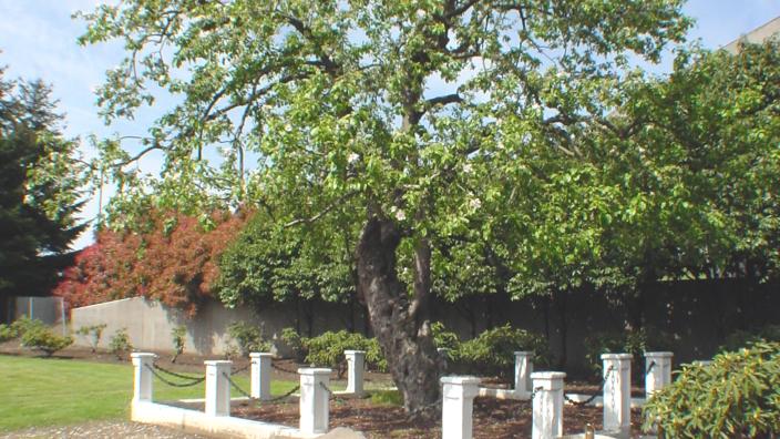 Old Apple Tree Park