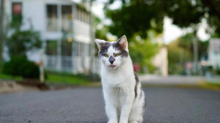 Cassadaga Spiritualist Camp “Cats"adaga Festival