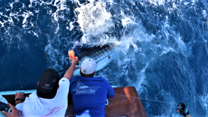Cape Fear Blue Marlin Tournament