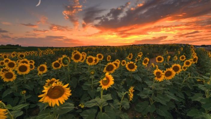 Sunflower & Wildflower Experience at Flinchbaugh's Orchard & Farm