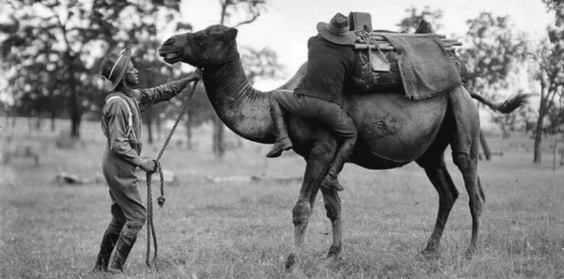 Army Camel Corp training at Menangle Park, Australia,1916. Photographer unknown.