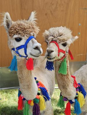 Picture of two Country Vale Alpacas in colorful harnesses with decorative flair