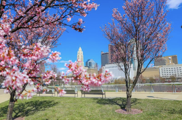 Cherry Blossoms downtown