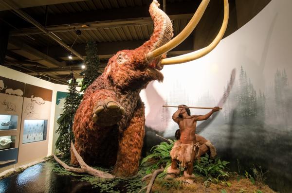 Neville museum