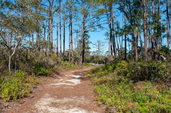 walking path at Deal Tract