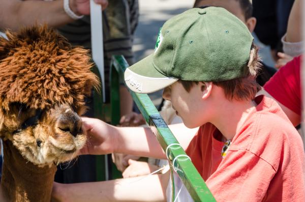 Boy Pets Alpaca at Maryland Sheep & Wool Festival