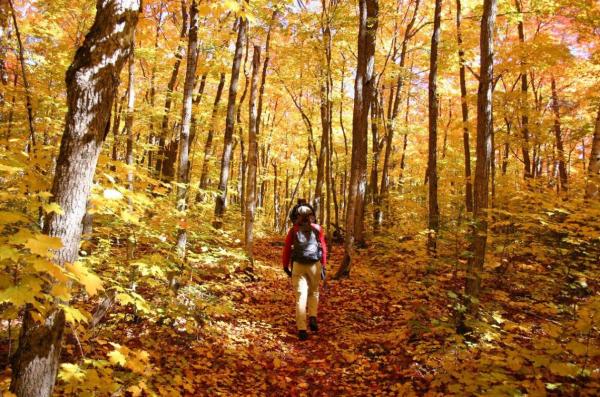 Fall hike in the wood with yellow leaves everywhere