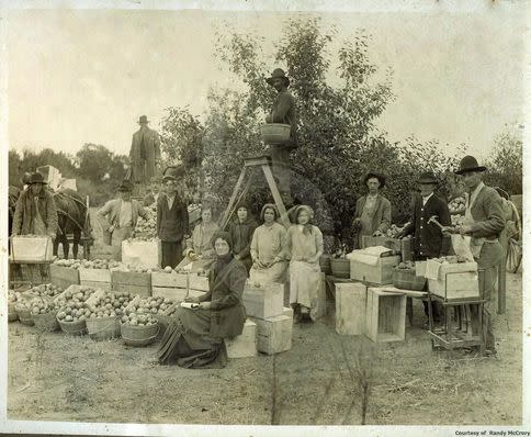 Apple Orchard Bentonville AR