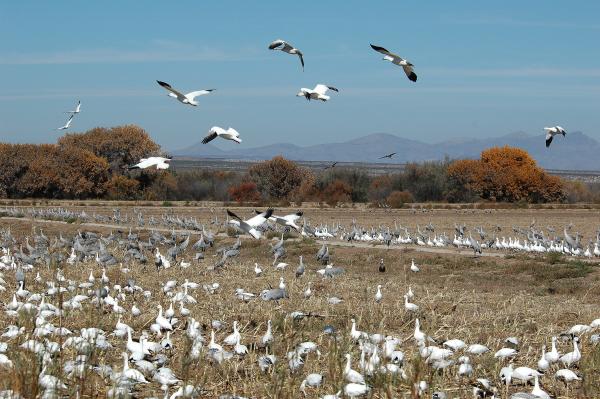 Sand hill Cranes and Snow Geese in the bosque