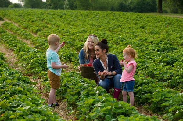 Two women with little kids picking strawberries at Huber's
