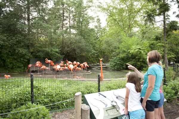 Columbus Zoo Flamingos