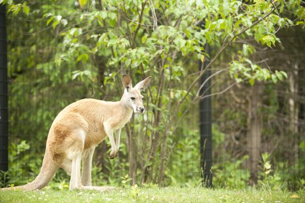 Kangaroo at the Columbus Zoo & Aquarium