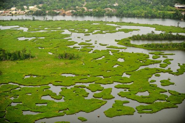 Marsh Grasses