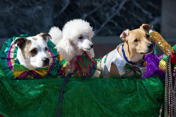 Krewe of Barkus - dogs in a wagon