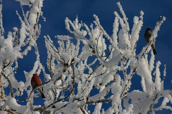 a male and female grosbeak in a snow covered tree