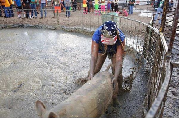 pig wrestling