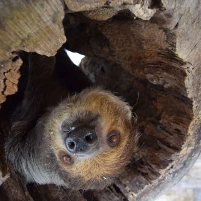 Living Treasures Sloth