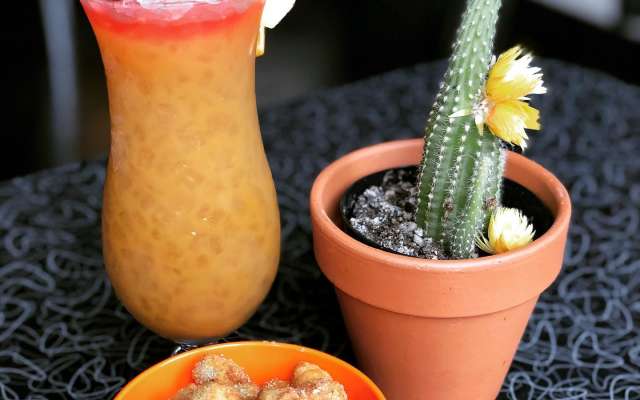 Fuzzy Cactus