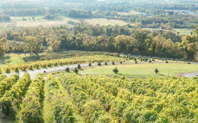 Bluemont winery outlet