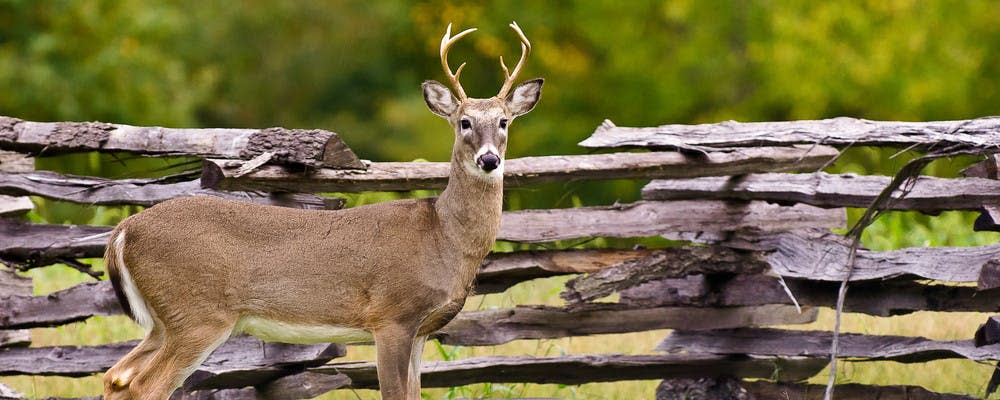 A deer stands alongside a wooden fence at Wilson's Creek National Battlefield in Republic, Missouri