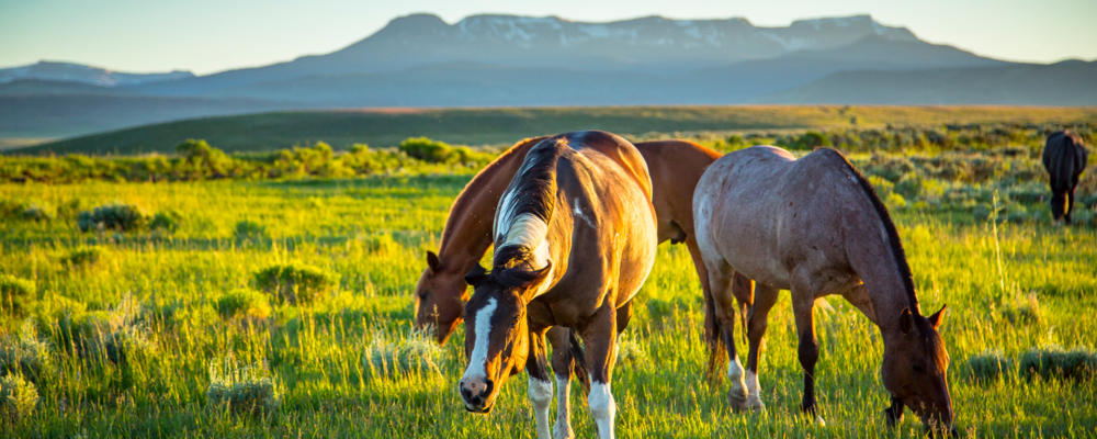 Horses_Flat Tops Wilderness_Steamboat Springs_Vacation Guide