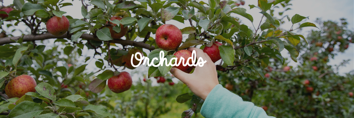 Picking an apple from an apple tree with the word "orchards" on top of the image