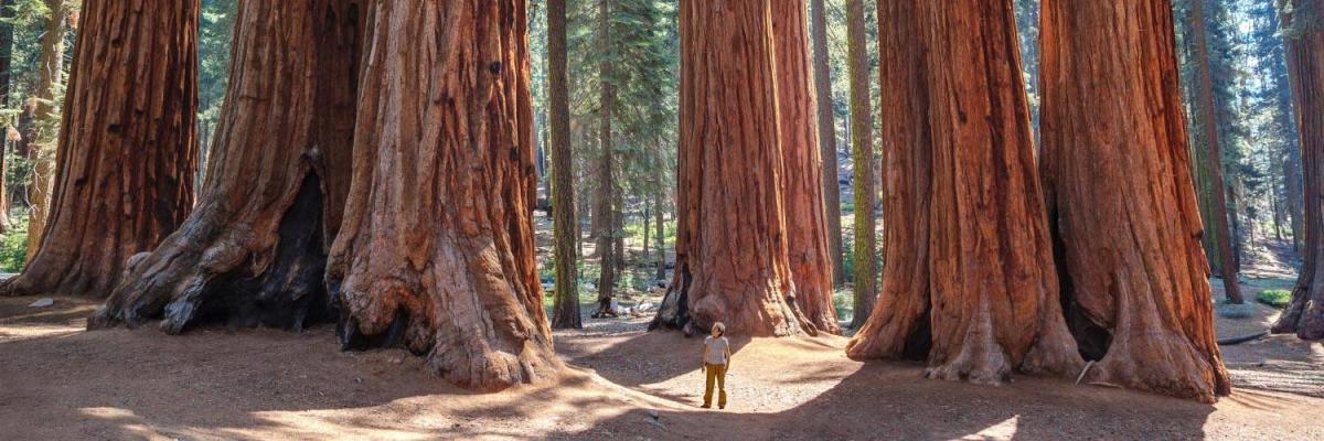 Sequoia