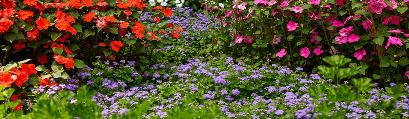 Master Gardener Guidebook To The Quilt Gardens Master Gardener Guidebook To The Quilt, What Is The Usual Meaning Of Term Bedding Plant