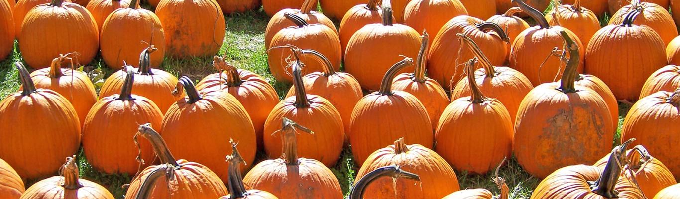 green bridge gardens pumpkin patch