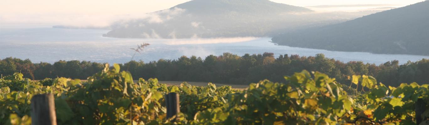Vineyards overlooking Canandaigua Lake