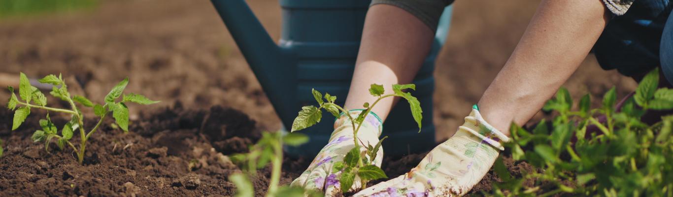 Get Growing: The Green Bay Gardeners' Guide | Discover Green Bay