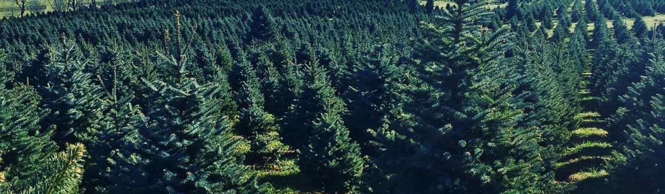 Create Holiday Memories At Loudoun Christmas Tree Farms