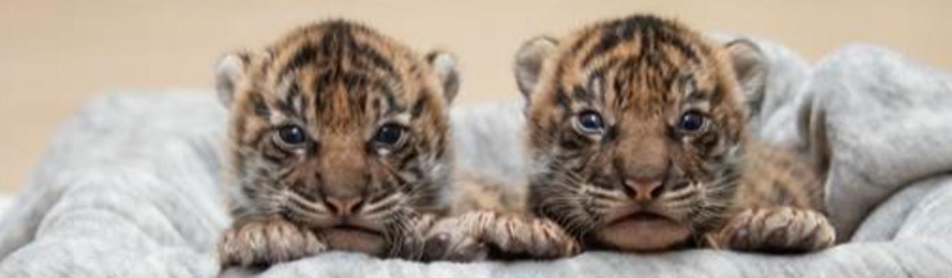 Safari Park welcomes 2 Sumatran tiger cubs in time for World Tiger Day