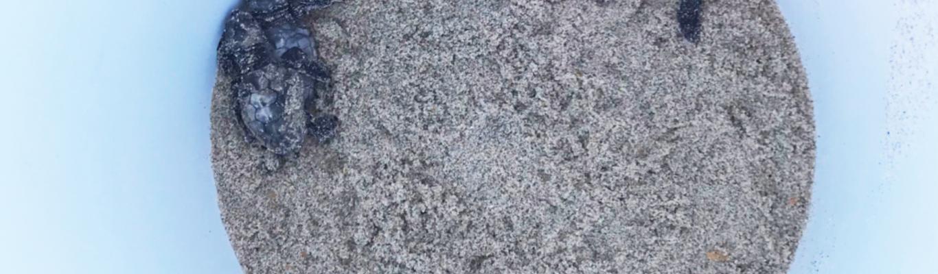 New Record For Sea Turtle Nesting On Cape Hatteras National Seashore