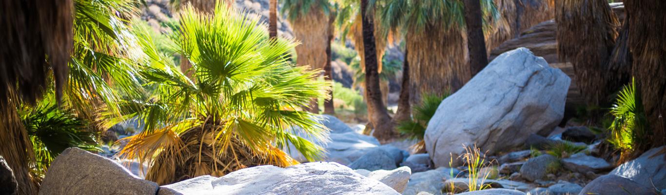 The Best Oasis Hikes In Greater Palm Springs