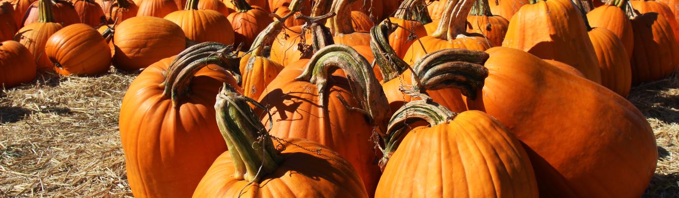 Fall Into Autumn With Us