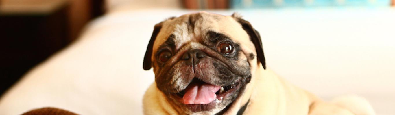 Pet Friendly Hotels In Huntington Beach