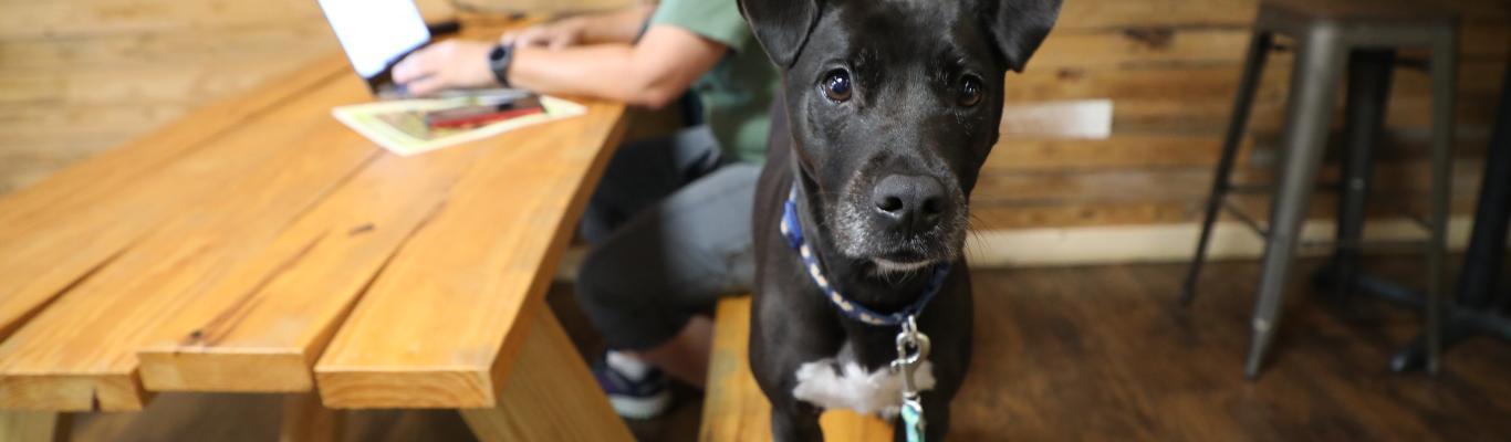 Brewers are letting the dogs out for Miller Park's first ever Bark at the  Park event