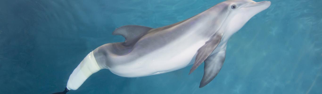 Is winter the dolphin dead or alive