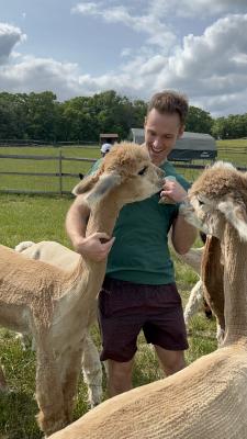 a man enjoying hanging out with the alpacas at Shear Heaven Farm