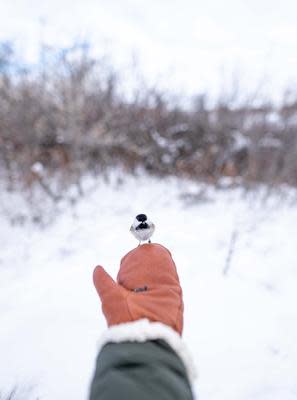 Chickadee close up