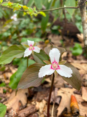 A trio of white and pink native trillium stand tall on a forest floor.