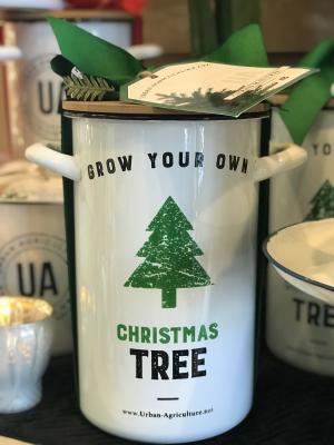 Grow Your Own Christmas Tree Kit