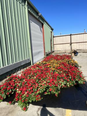 Flower Baskets - Fisherman's Wharf San Francisco