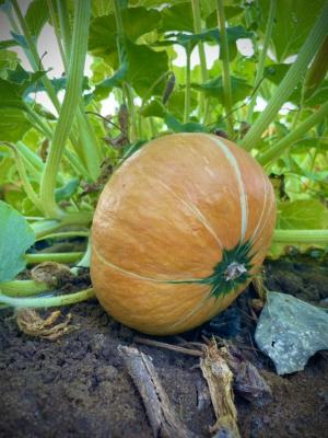 Sunshine Farm Pumpkin Patch