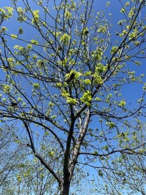 Pecan Tree