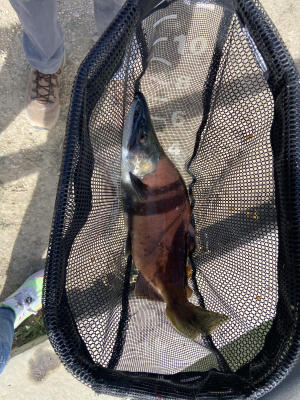 salmon in fishing net